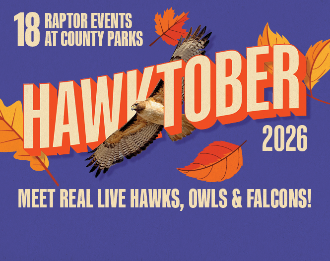 HAWKTOBER offers  18 raptor events across the county