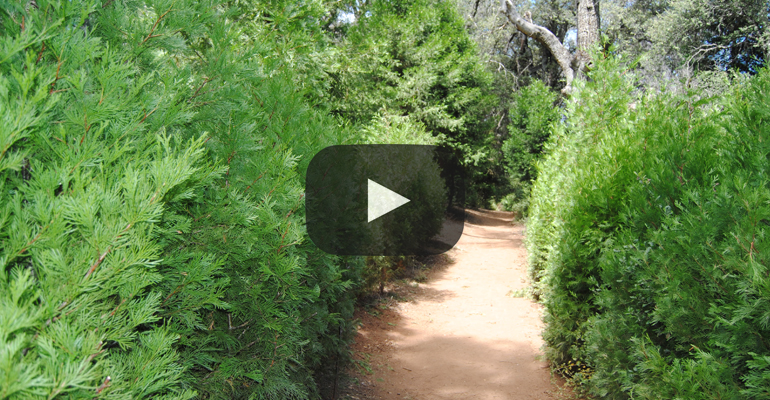 Cedar Trail Virtual Hike 