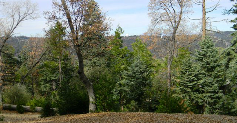 palomar 3
