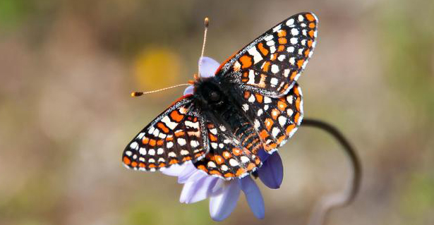 Quino Checkerspot Butterfly
