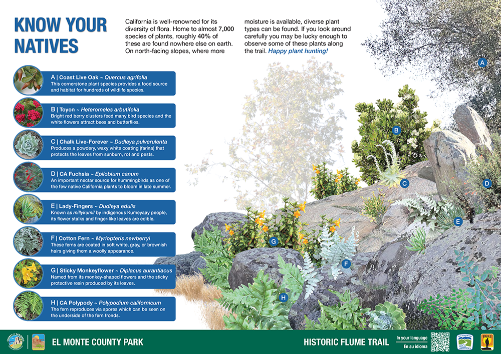 Flume Trail Interp Panel reference image - shows 8 local native plants that can be found along the trail
