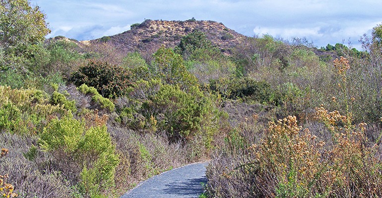 Trail winding through coastal sage scrub