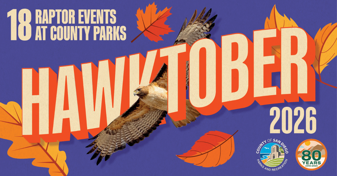 Hawktober with hawk showing wingspan