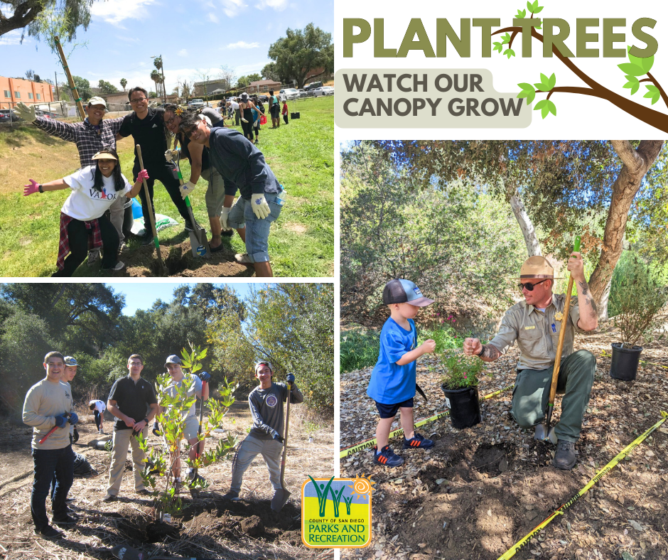 plant trees - 1